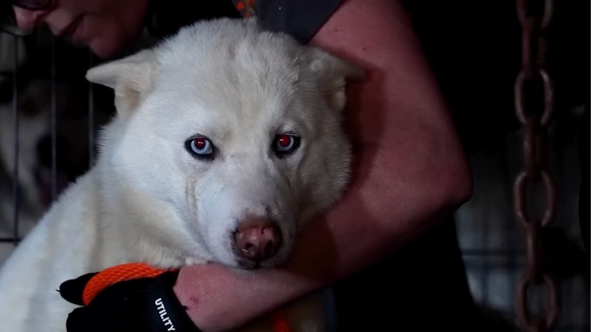 Gli investigatori entrano in un vecchio fienile e scoprono oltre 50 husky incatenati