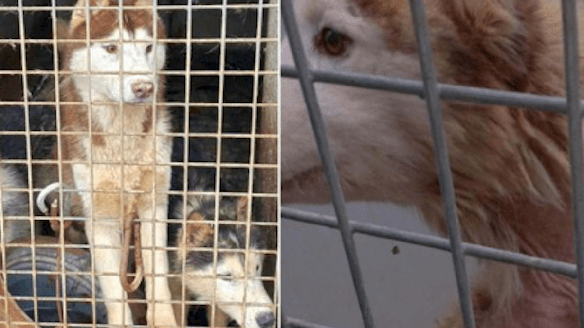 Orrore a Ponzano Romano: 228 Husky sequestrati in un allevamento lager