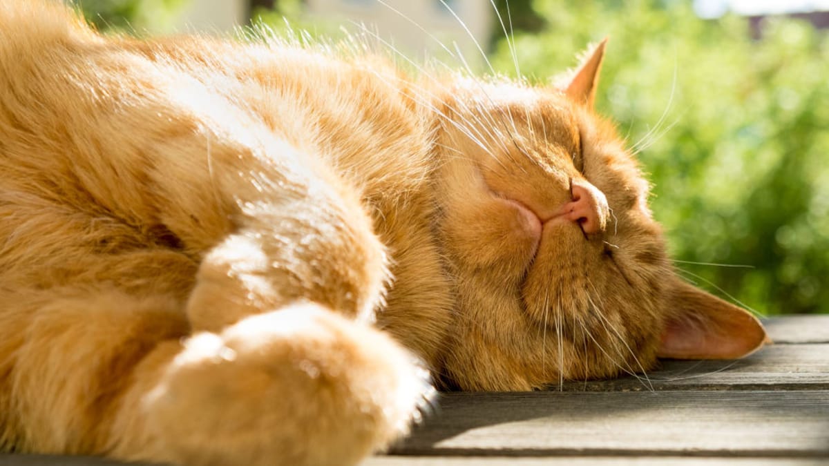 Sintomi e cosa fare per i gatti che soffrono il caldo