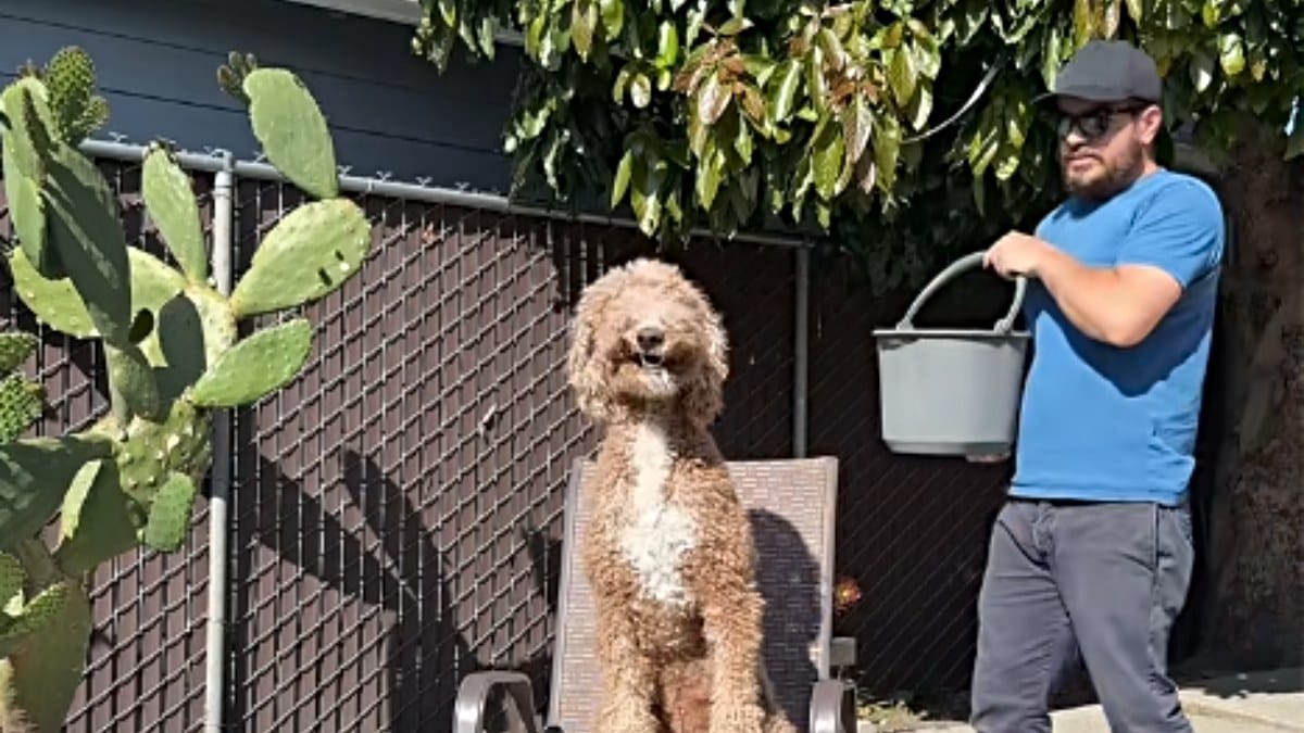 Video. Una crudele pratica mette in pericolo i cani: la sfida virale che prende una deriva inquietante