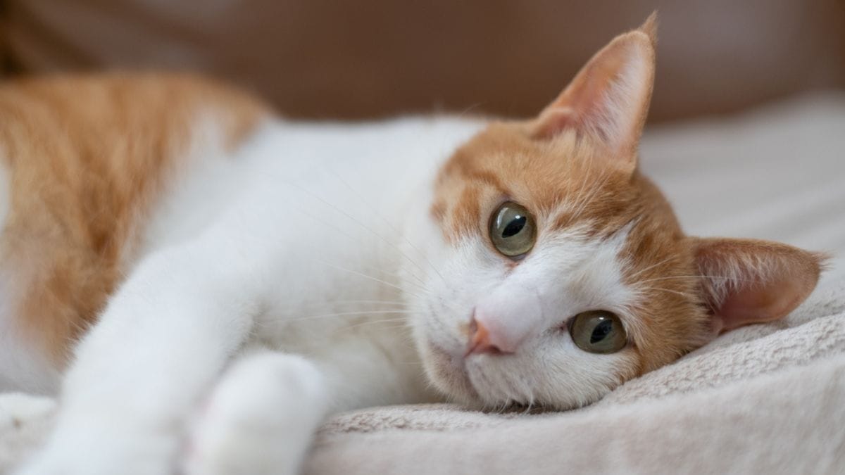 Il gatto autistico: pensavi non esistesse? Sintomi e cosa fare