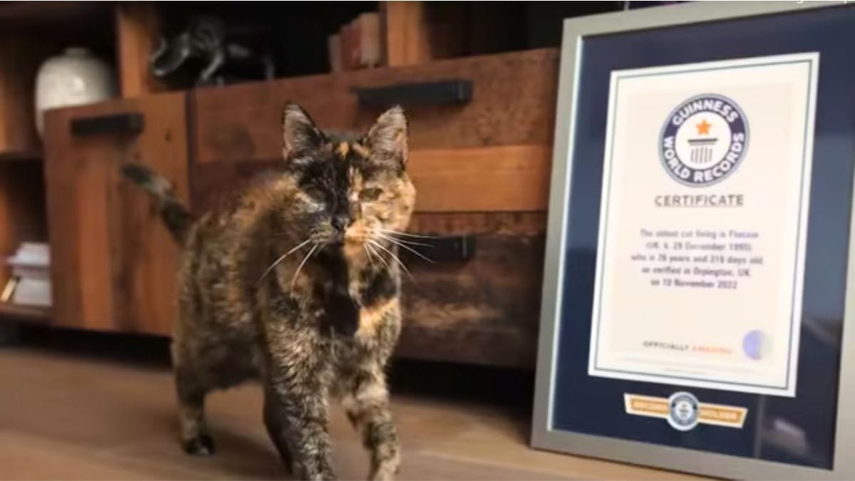 Video. Il gatto più vecchio del mondo nel 2025: scopri chi è e quanti anni ha!