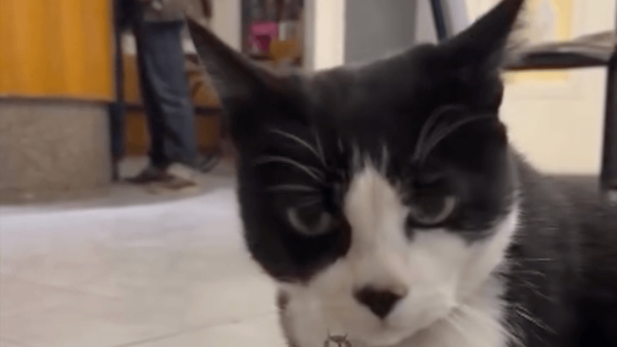 Il gatto di un piccolo borgo toscano diventa una star mondiale: milioni di persone impazziscono per lui