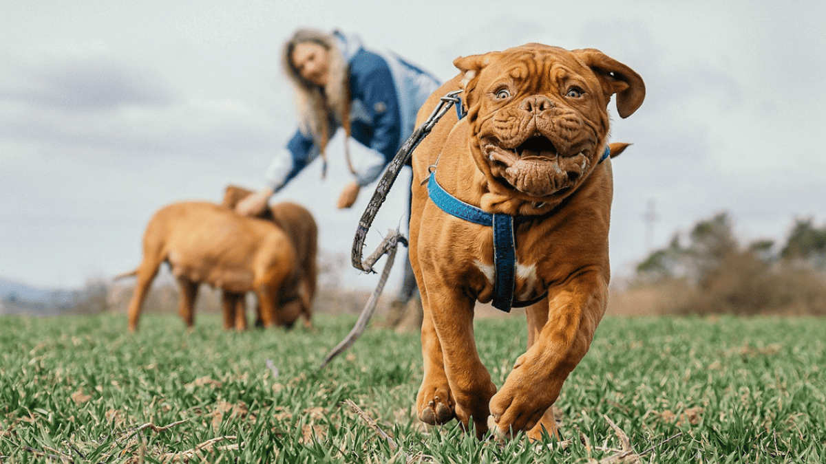Il gonfiore laterale del muso del cane: cosa c'è dietro? Cause e trattamenti
