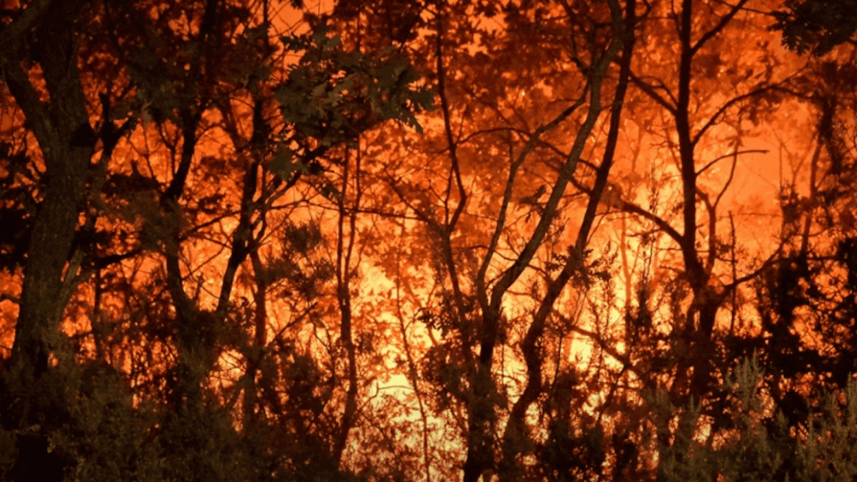 Gatti usati per appiccare gli incendi: la denuncia choc che sconvolge la Calabria