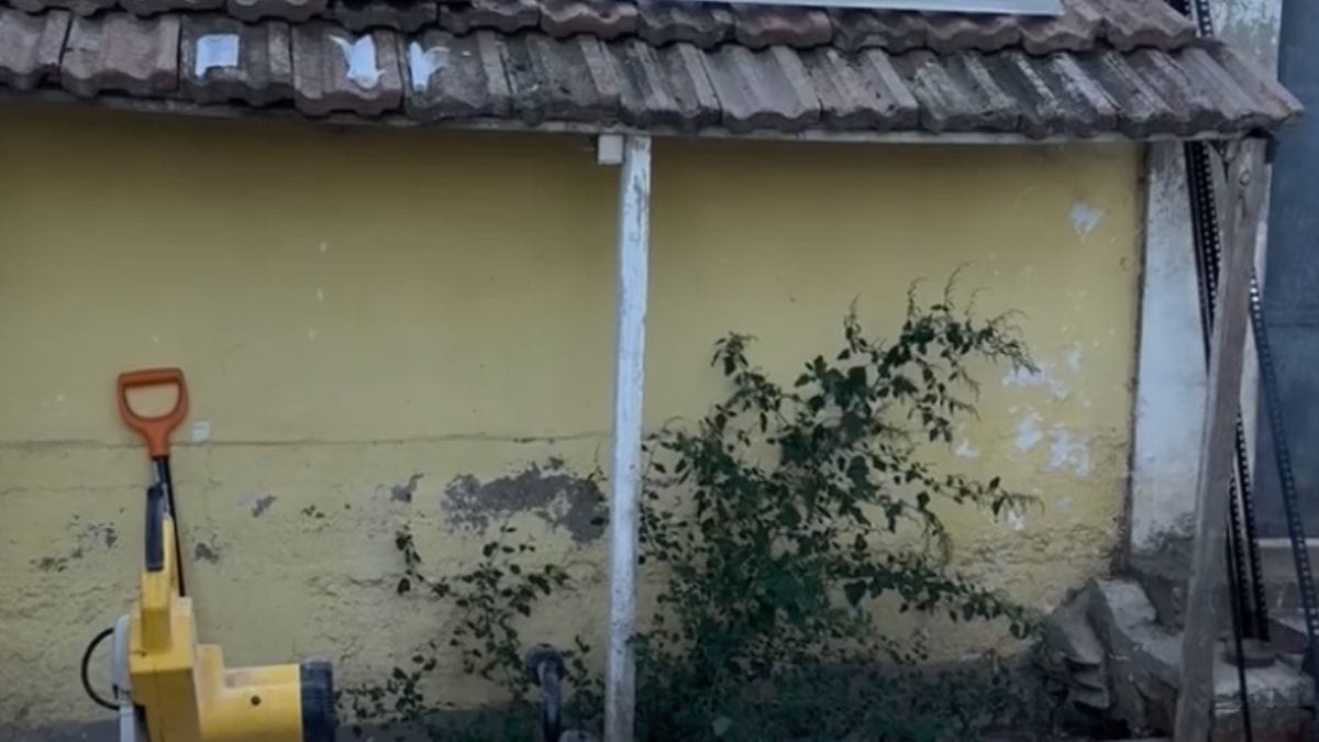 Una famiglia scopre un misterioso ospite in giardino: le telecamere rivelano l'impensabile