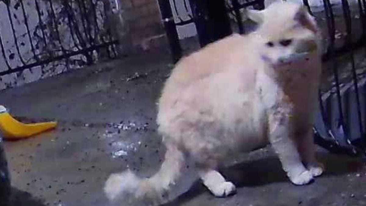 Video. Nessuno poteva immaginarlo: il gatto randagio che entra in un giardino e trova il suo destino