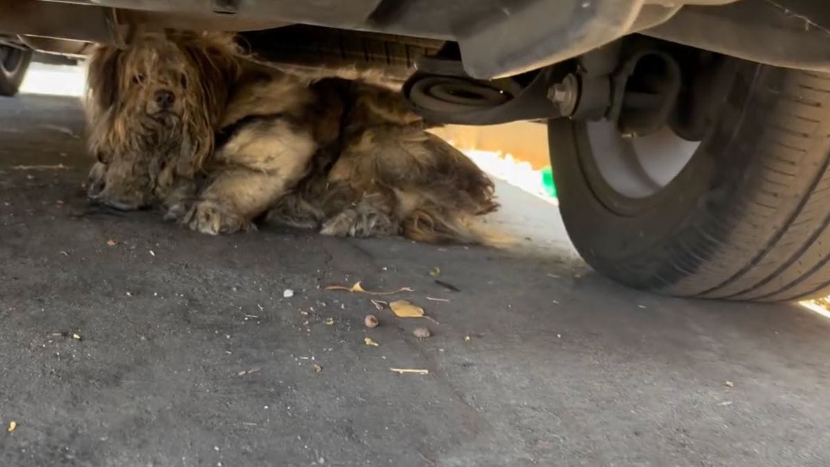 Un cane di 11 anni si nasconde sotto le auto in piena estate: la sua trasformazione lascia tutti senza parole