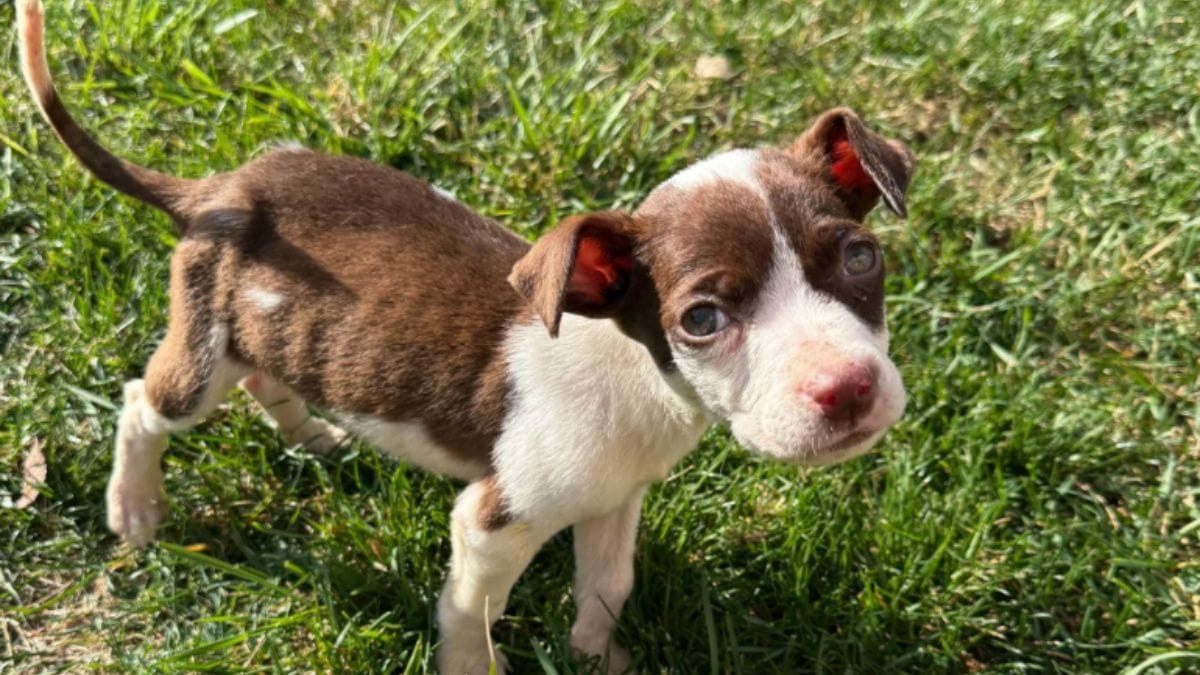 Un cucciolo di 2 chili abbandonato al distributore: la sua vita cambia in pochi minuti