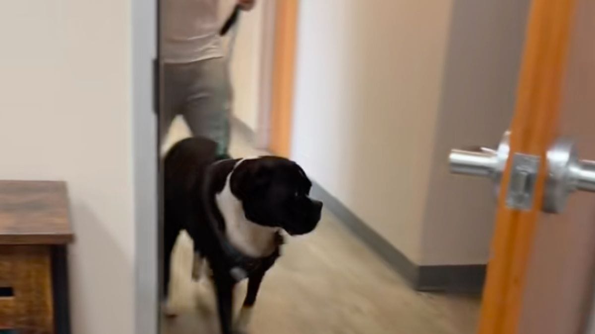 Porta il suo cane a salutare la sorellina per l'ultima volta: milioni di persone in lacrime