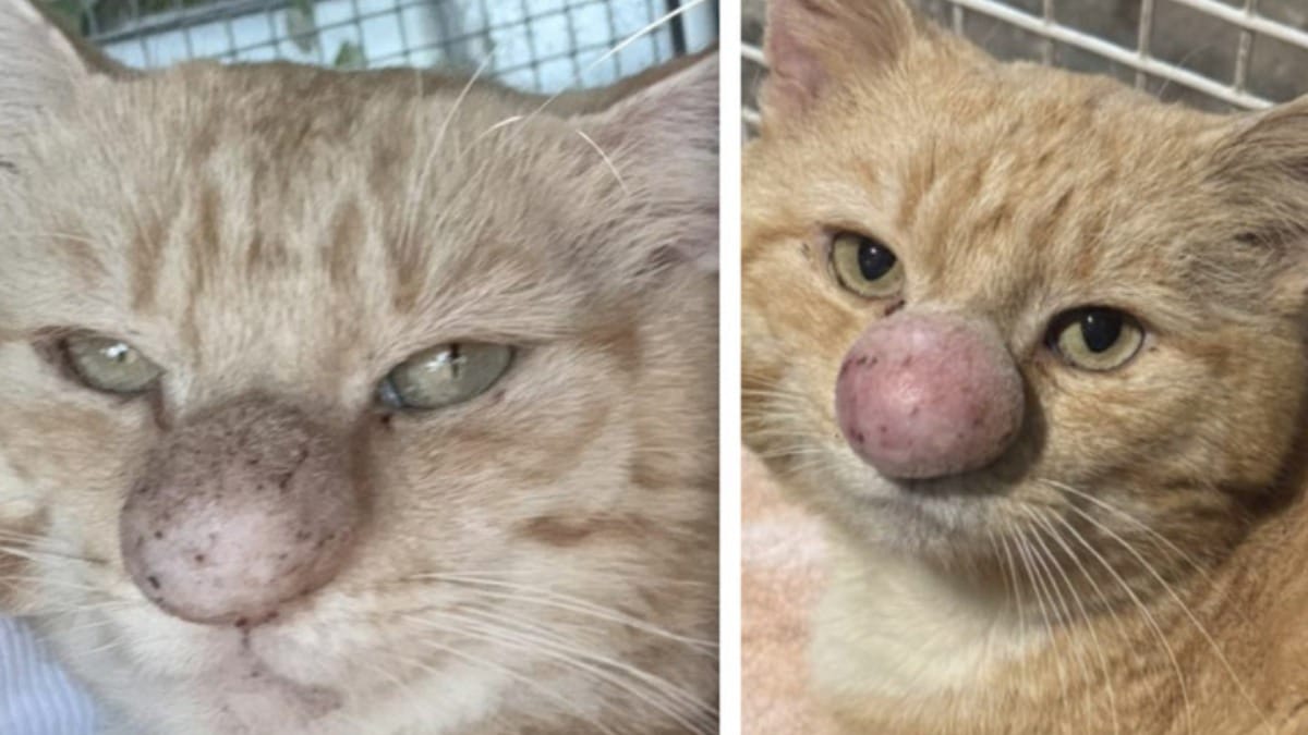 Gatto con mega-naso salvato: quello che scoprono i veterinari sorprende tutti!