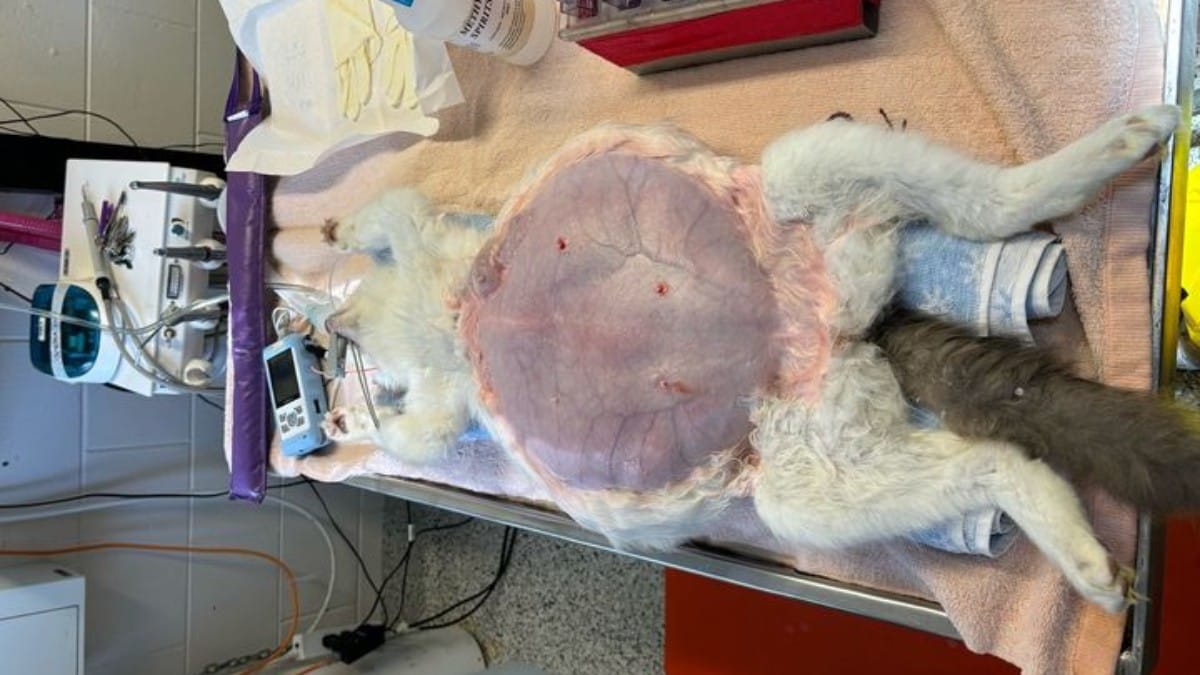 Gatta randagia sciocca non solo i veterinari: lascia senza parole gli amanti degli animali