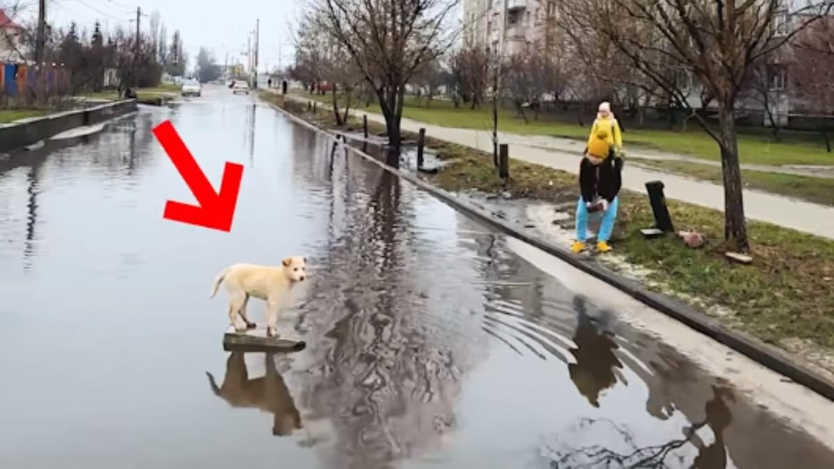 Cane intrappolato durante l’alluvione: il gesto di un bambino commuove il mondo