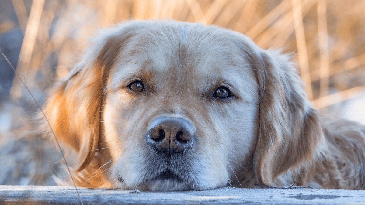 Cause, sintomi e cura dell'orzaiolo nel cane