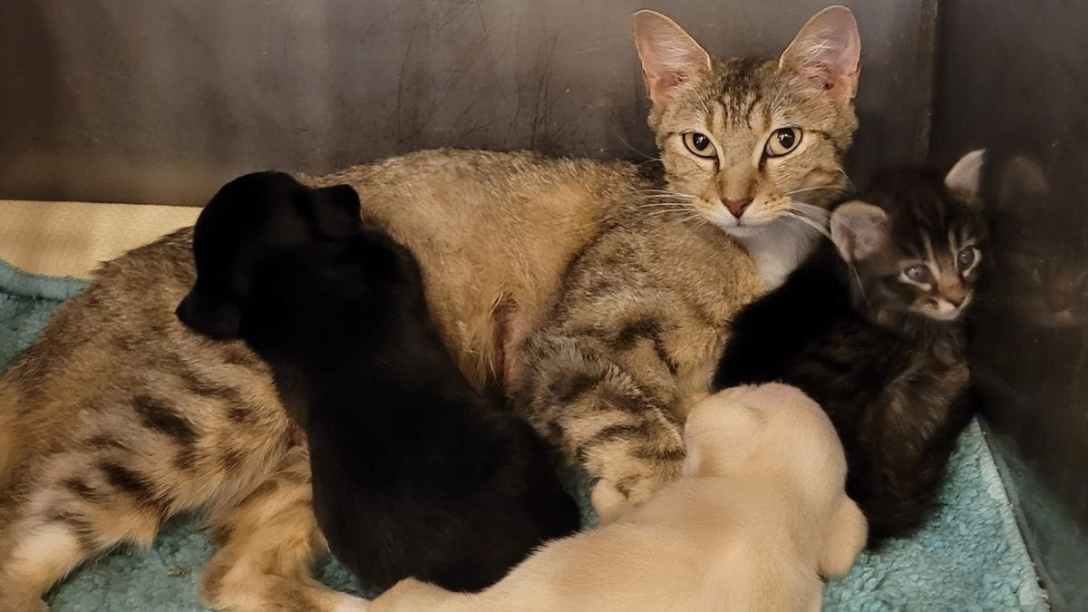 Una cagnolina muore dopo il parto: i due orfanelli salvati in modo straordinario