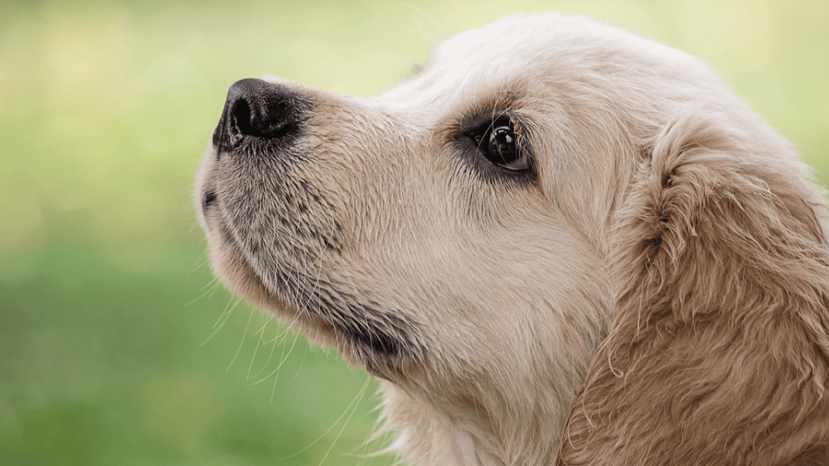 cane feci nere e liquide In questo post vogliamo parlare delle feci del cane e fare un po' di  chiarezza . Tramite l'analisi delle loro deiezioni si possono individuare,  ad esempio, eventuali parassitosi intestinali o intuire patologie main image 0