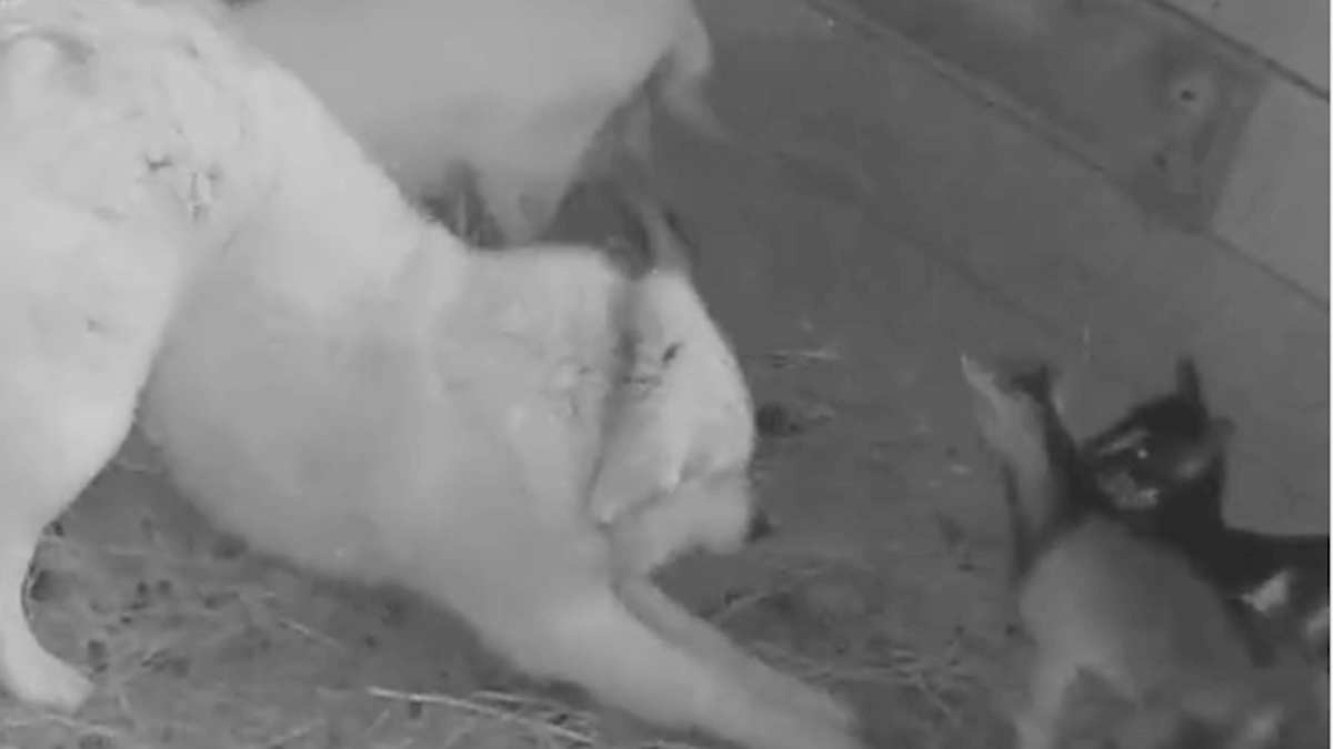 Video. La vita segreta dei cani? L’addestratore Angelo Vaira la svela…senza dire una parola!