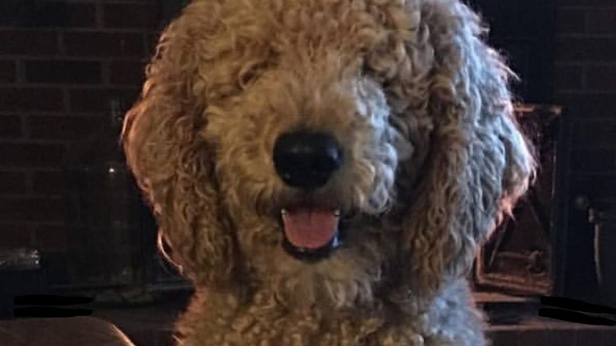 Va a prendere il suo Labradoodle dal toelettatore: quando lo vede rimane senza parole