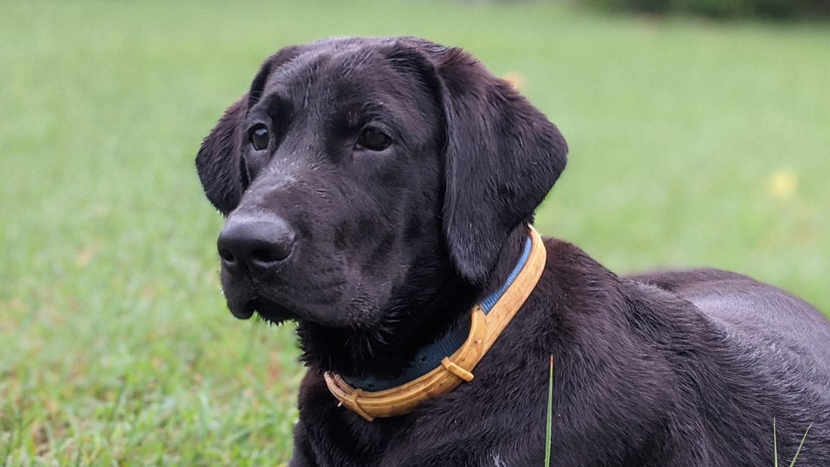 Colazione in compagnia: il tenero rituale di questa Labrador conquista il web