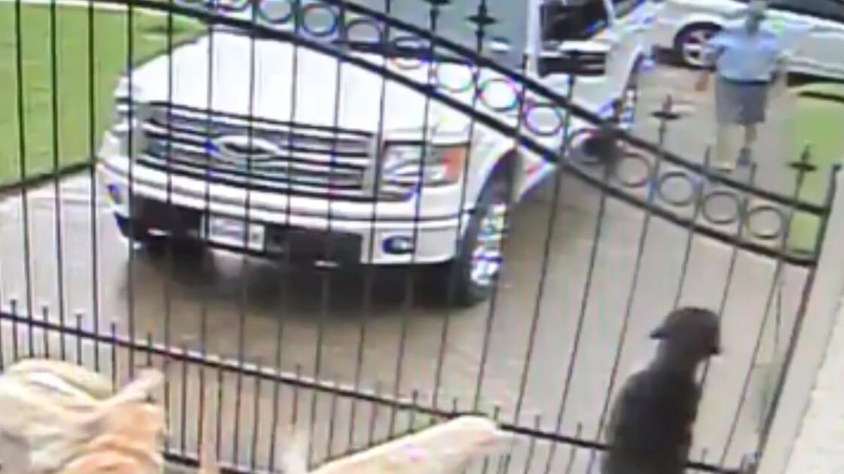 Una telecamera di sorveglianza riprende ciò che il postino fa ogni giorno al cancello con i cani