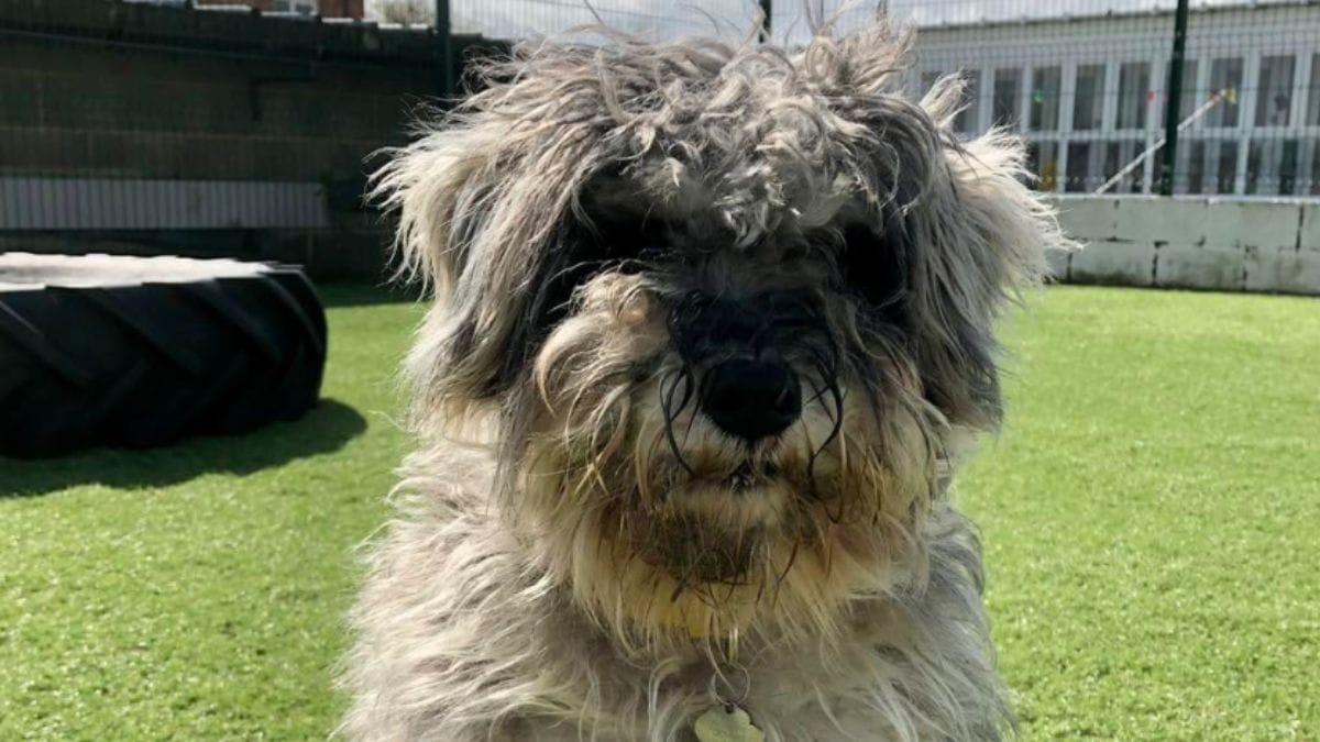 Toelettatura al rifugio: nessuno si aspettava il tesoro nascosto sotto il pelo di Lady