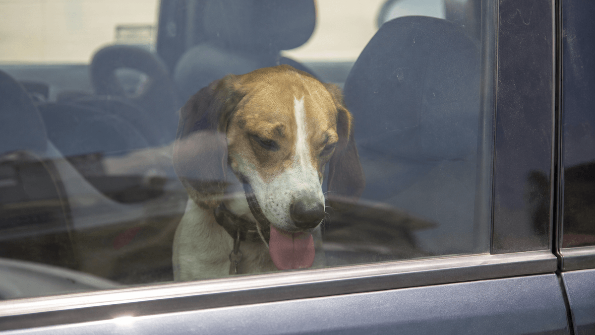 Lasciano i cani chiusi in auto e vanno al ristorante: scattano i soccorsi con il caldo da bollino rosso
