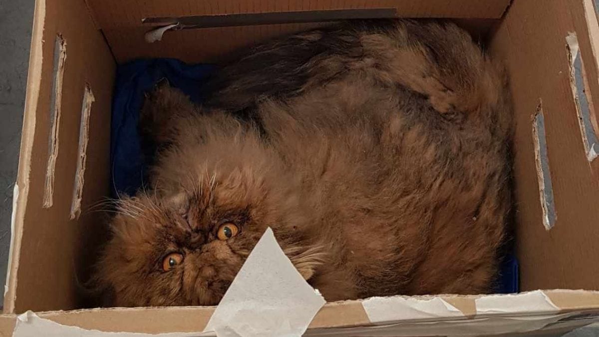 Veterinario trova gatto abbandonato davanti alla clinica con un biglietto che lo farà infuriare