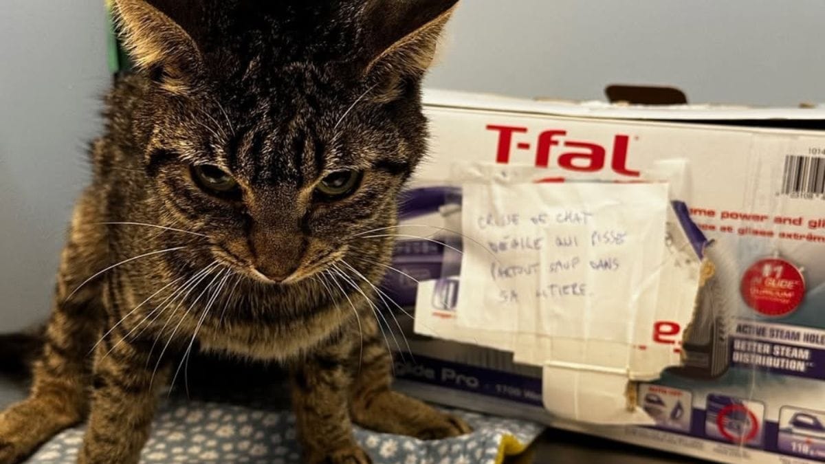 Trovano un gatto in una scatola di cartone e scoprono un messaggio scioccante attaccato su di essa