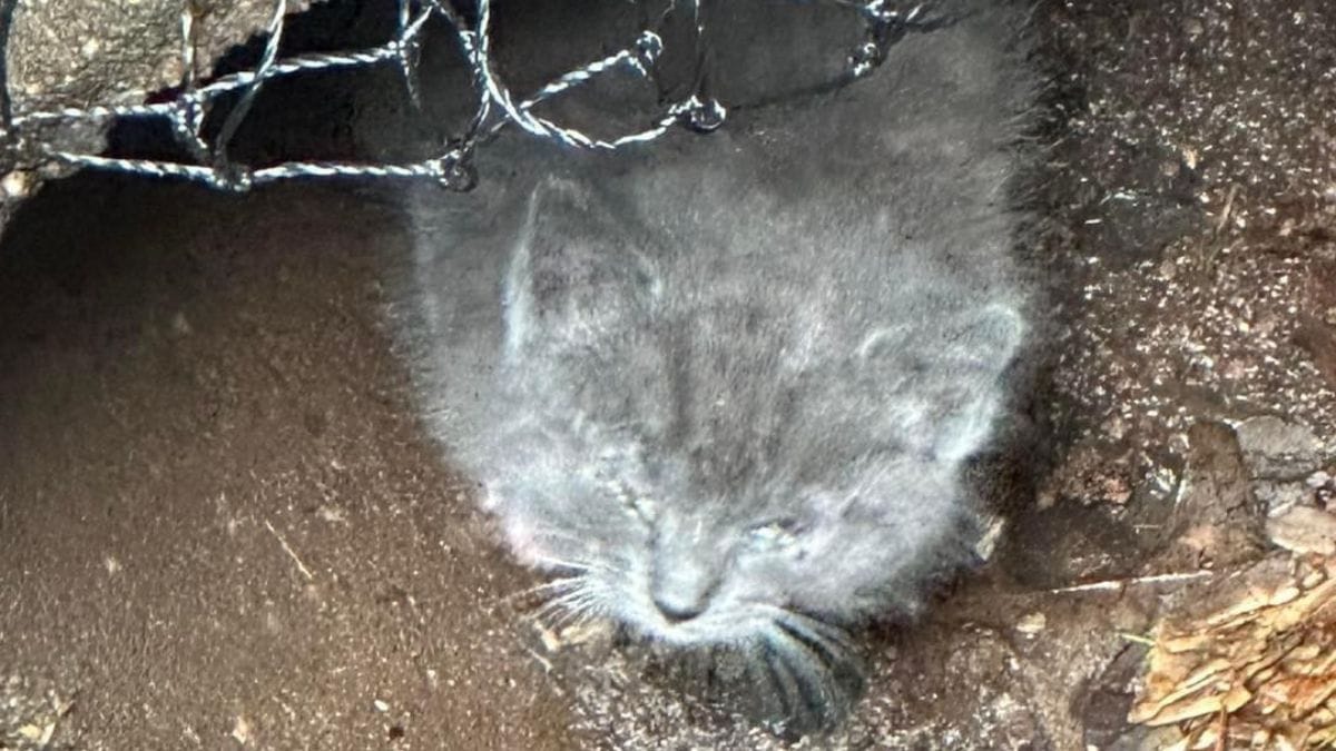 Salvano un gattino da un tubo di scarico e scoprono qualcosa nei giorni seguenti