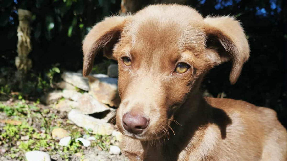 Una coppia si ferma vicino a un campo e lega il suo cane a un albero: la reazione del cucciolo è straziante