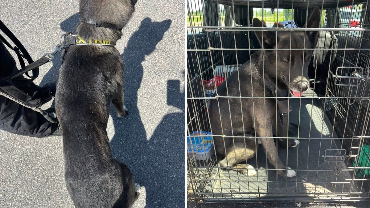 Segnalano un uomo ubriaco che maltratta il suo cane: leggendo il microchip, scoprono che...