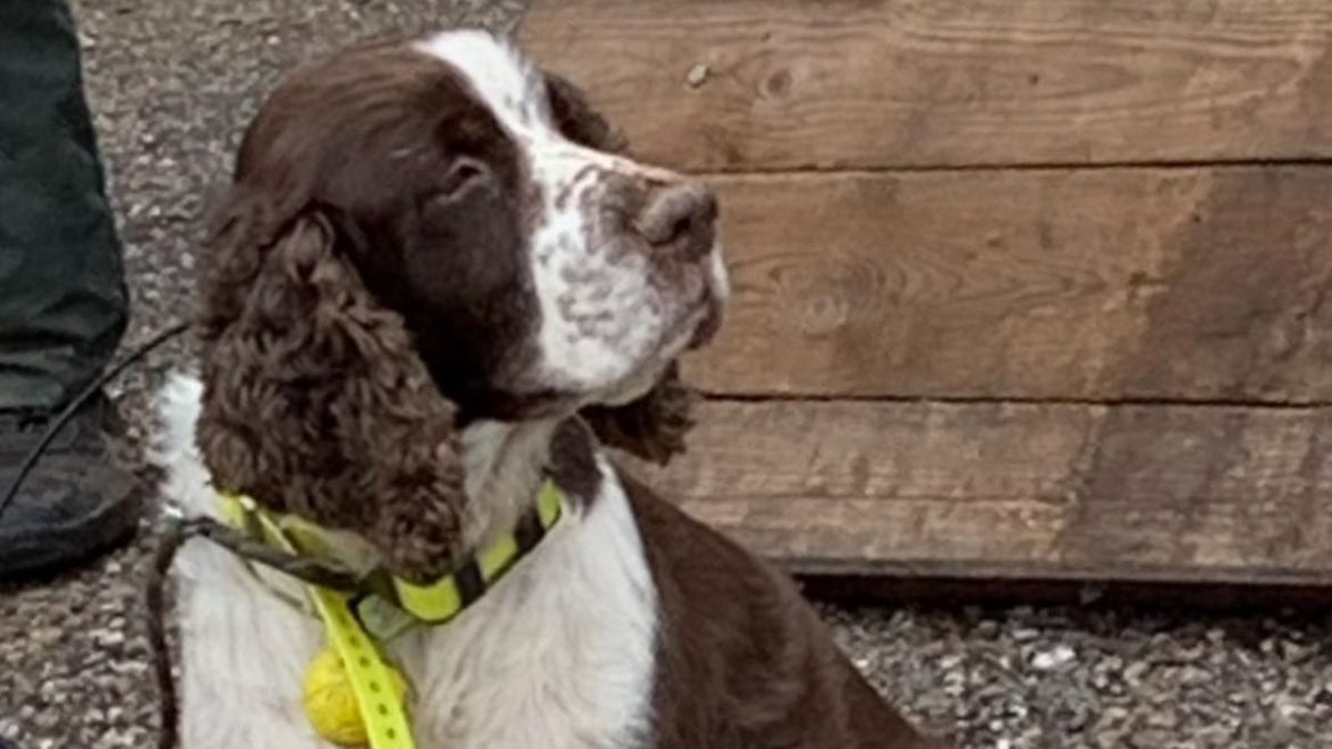 Alcuni passanti notano un cane solo in un fiume: capiscono subito che c'è un problema