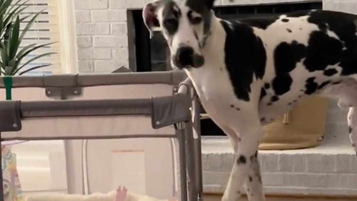 Video. Un cane gigante si avvicina alla culla: il riflesso della bambina coglie tutti di sorpresa