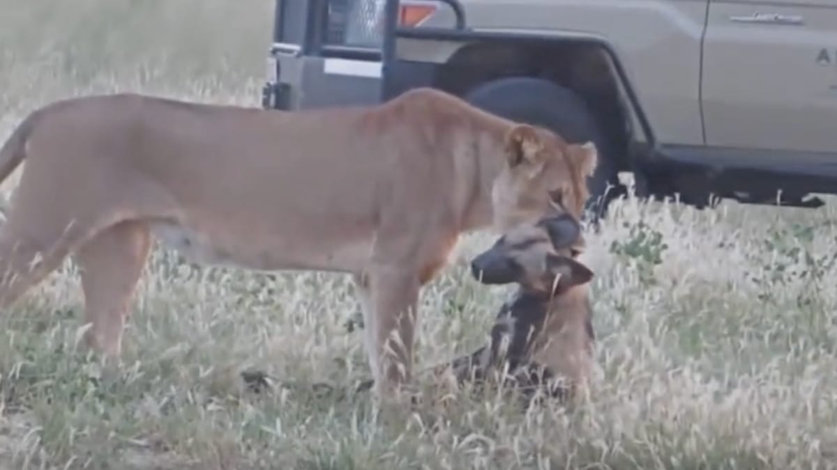 Video. Un leone cattura una preda insolita...e i turisti del safari nel panico!