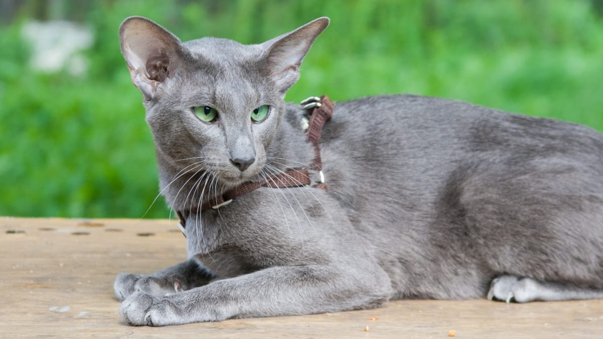 50 nomi di gatti in arabo: i più belli e originali tutti per Micio