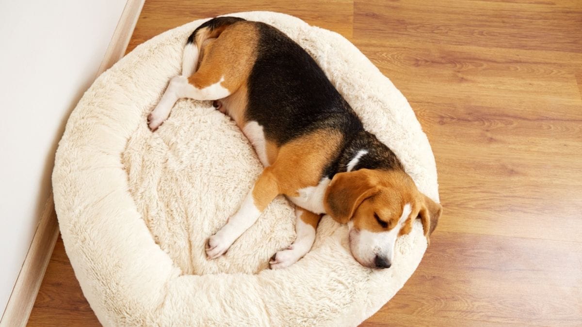 La letargia nel cane: cause e conseguenze per un Fido dormiglione