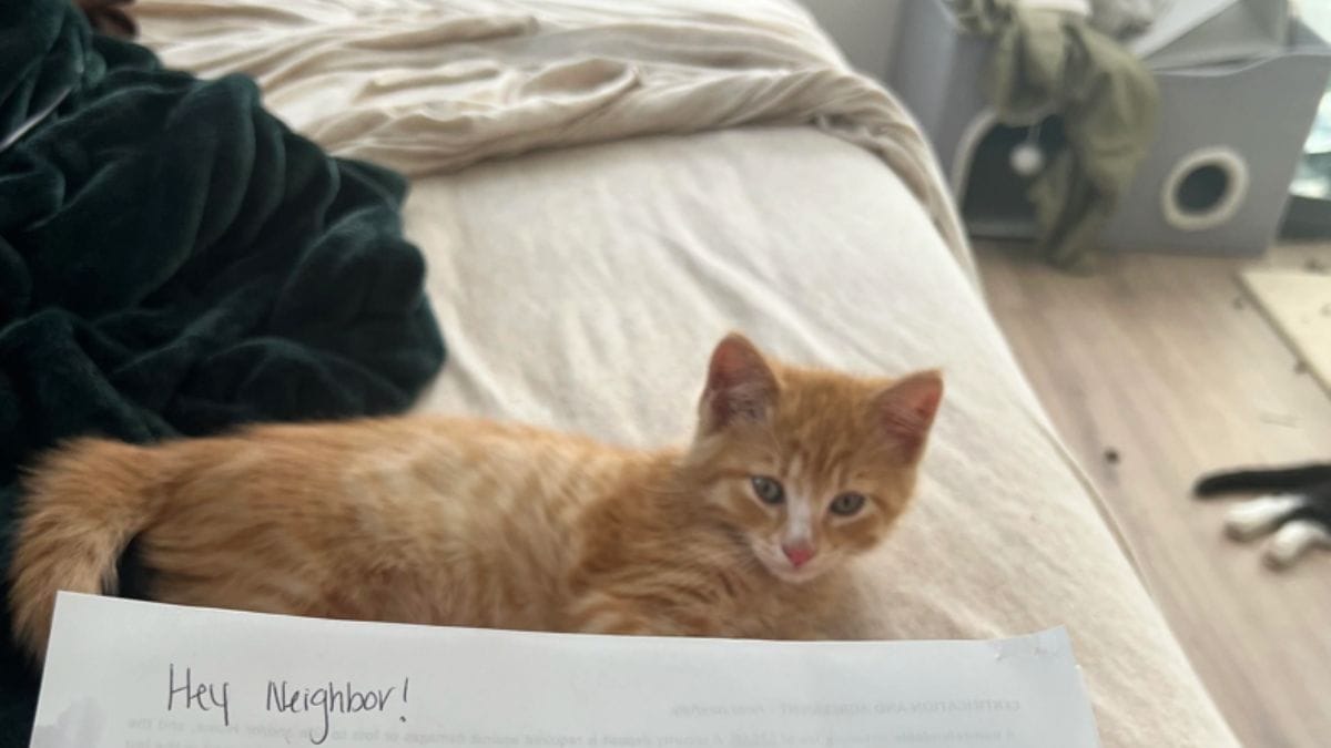 Lascia i suoi gatti prendere il sole alla finestra: il messaggio del vicino la lascia senza parole