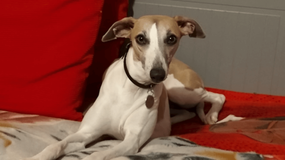 Varese. Un’associazione salva più di 300 cani all’anno grazie al cuore e alla tecnologia