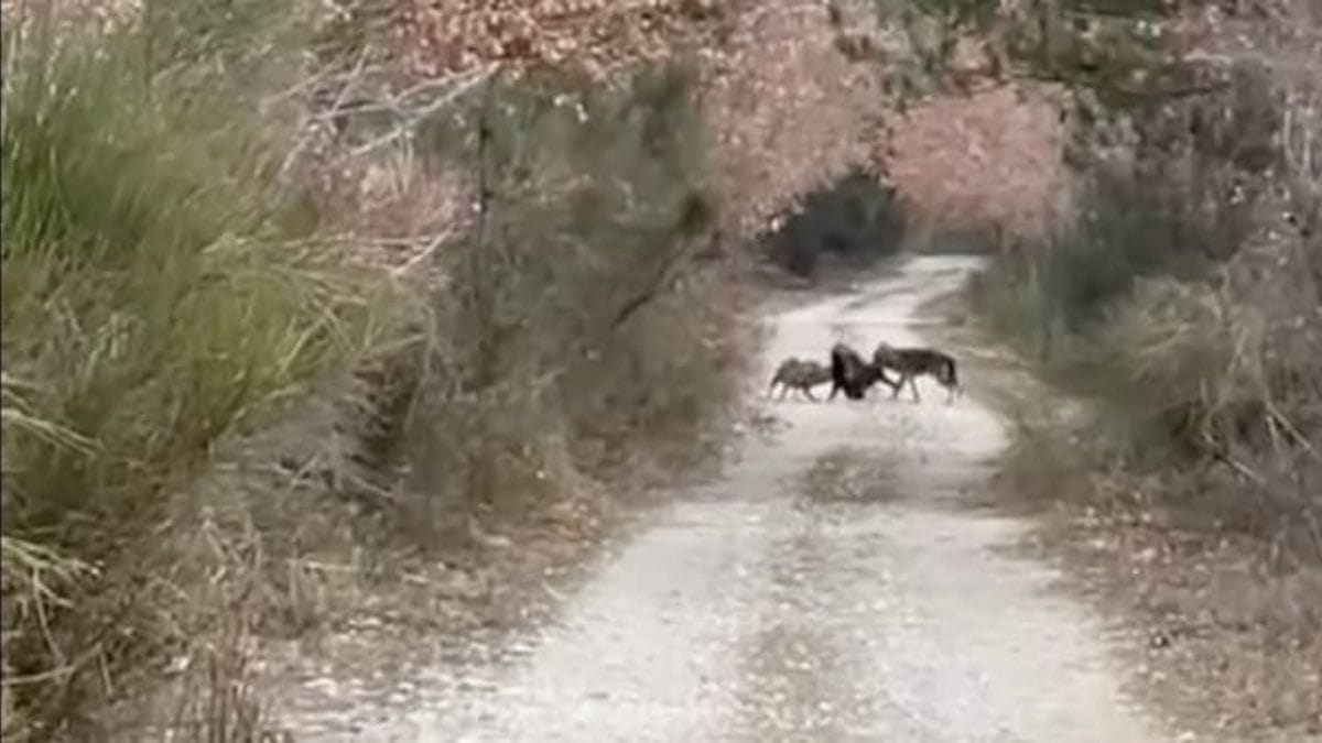 Video. Il dramma à L’Aquila: una passeggiata col cane si trasforma in un crudo spettacolo della natura