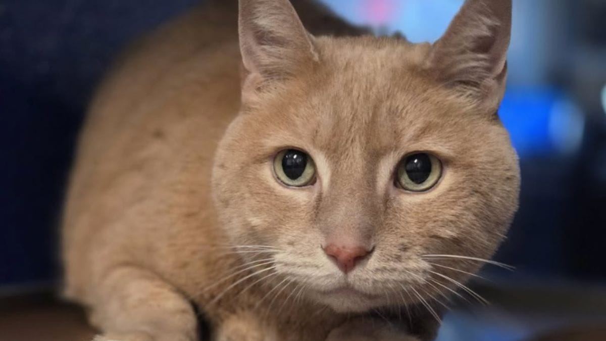 Video. Abbandonano il gatto dopo 14 anni insieme: i volontari non si arrendono