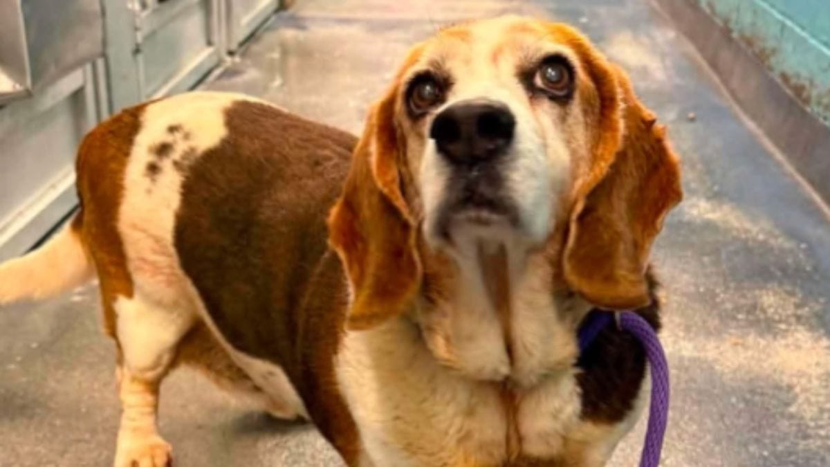 Dopo 12 anni dall'adozione, questa cagnolina torna dietro le sbarre dello stesso rifugio