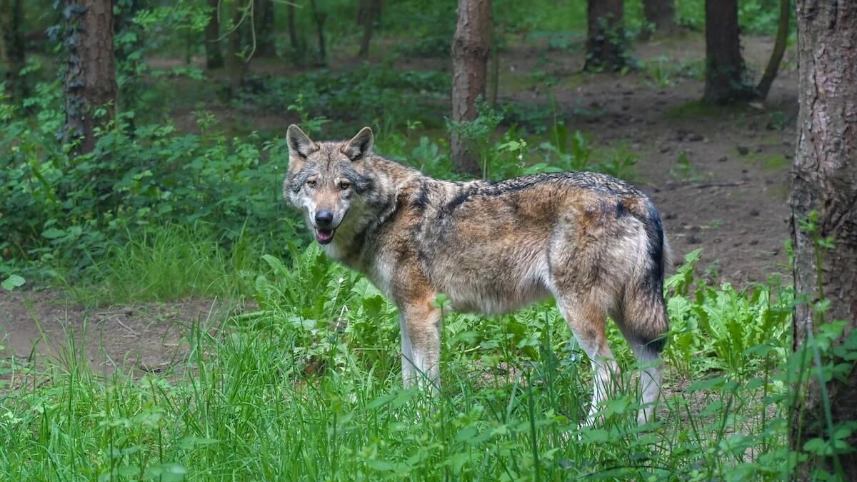 Cane aggredito da un lupo durante una battuta di caccia: il padrone riesce a salvarlo