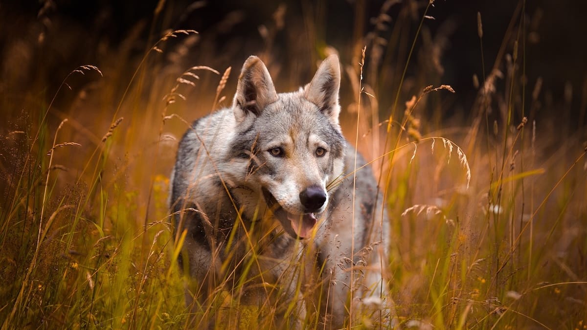 Quando guardi un Chihuahua vedi un lupo: nuova ricerca riscrive la storia dei cani