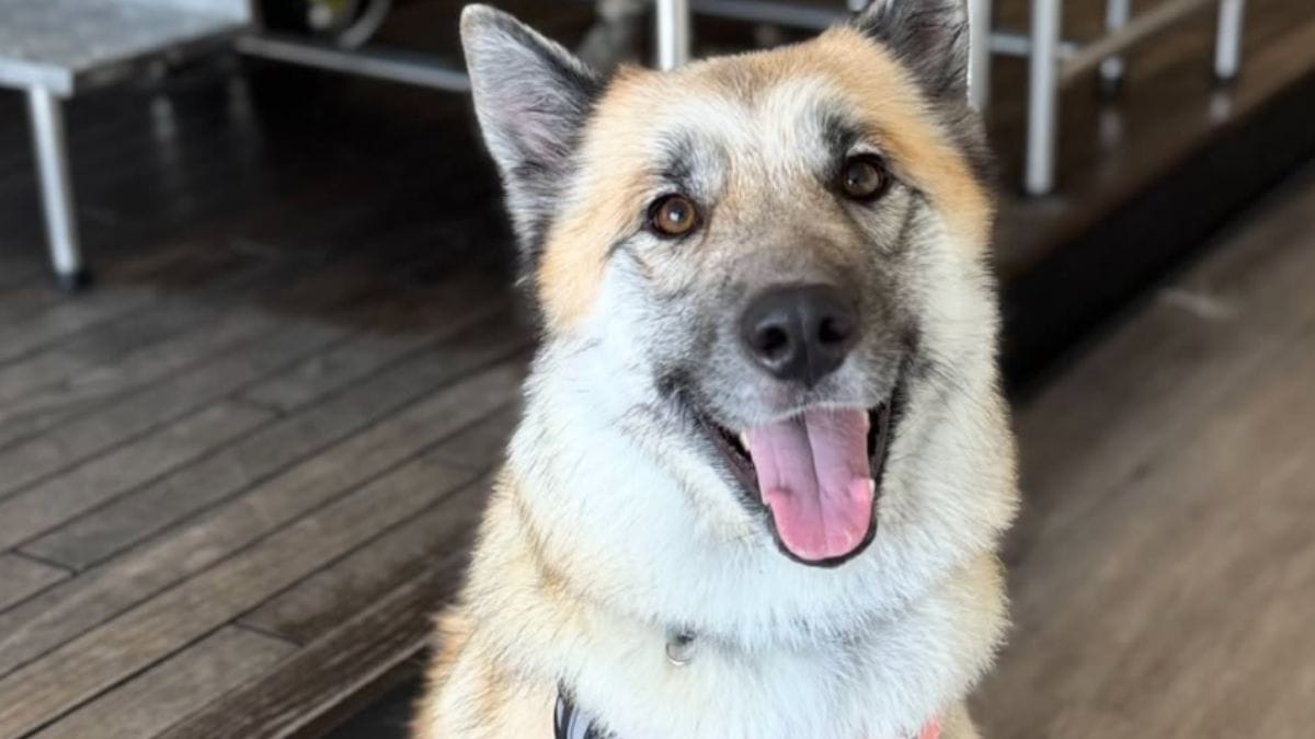 Questa cagnolina si affeziona subito agli umani, ma nessuno le dà una possibilità...e il motivo è molto triste