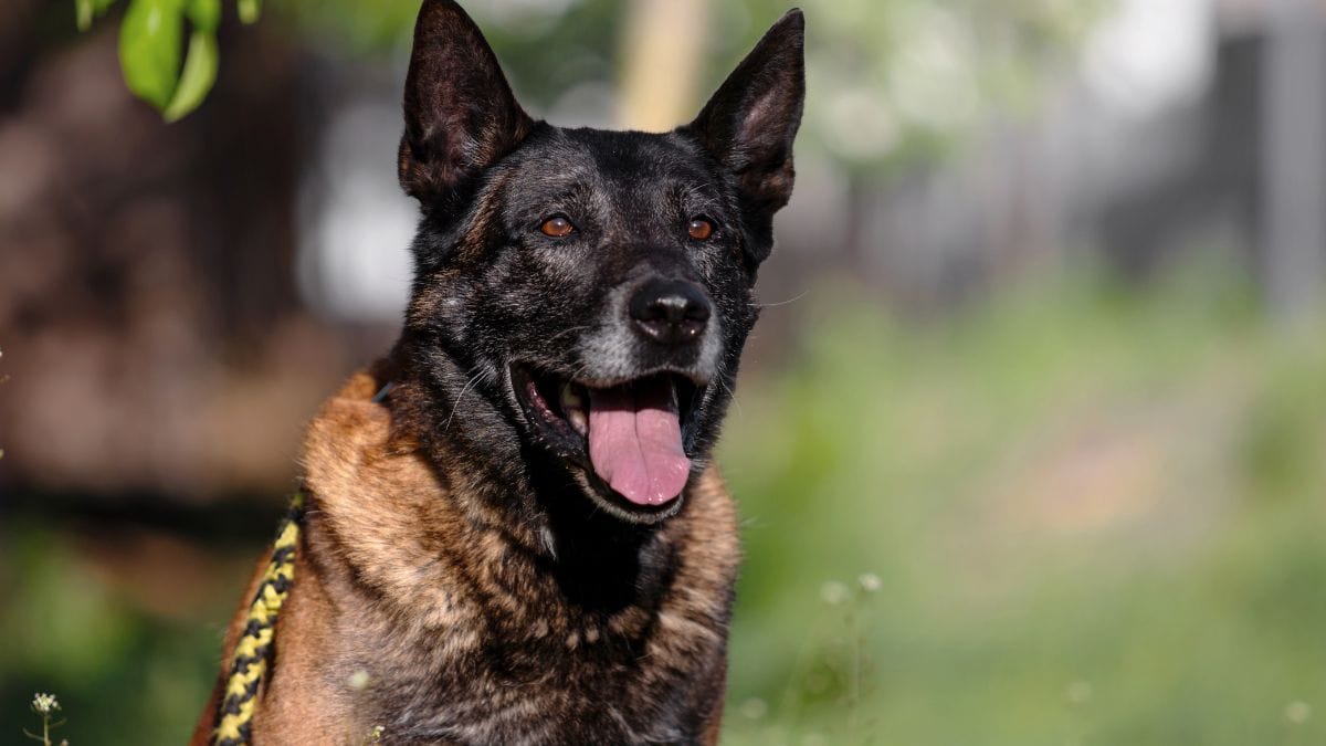 Il suo Malinois decide di fare l'educatore: il suo «allievo» è davvero particolare