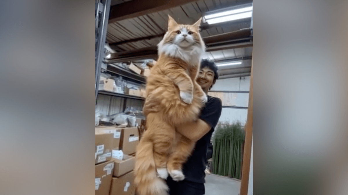 Video of giant Maine Coon cat goes viral; but is it real or fake?