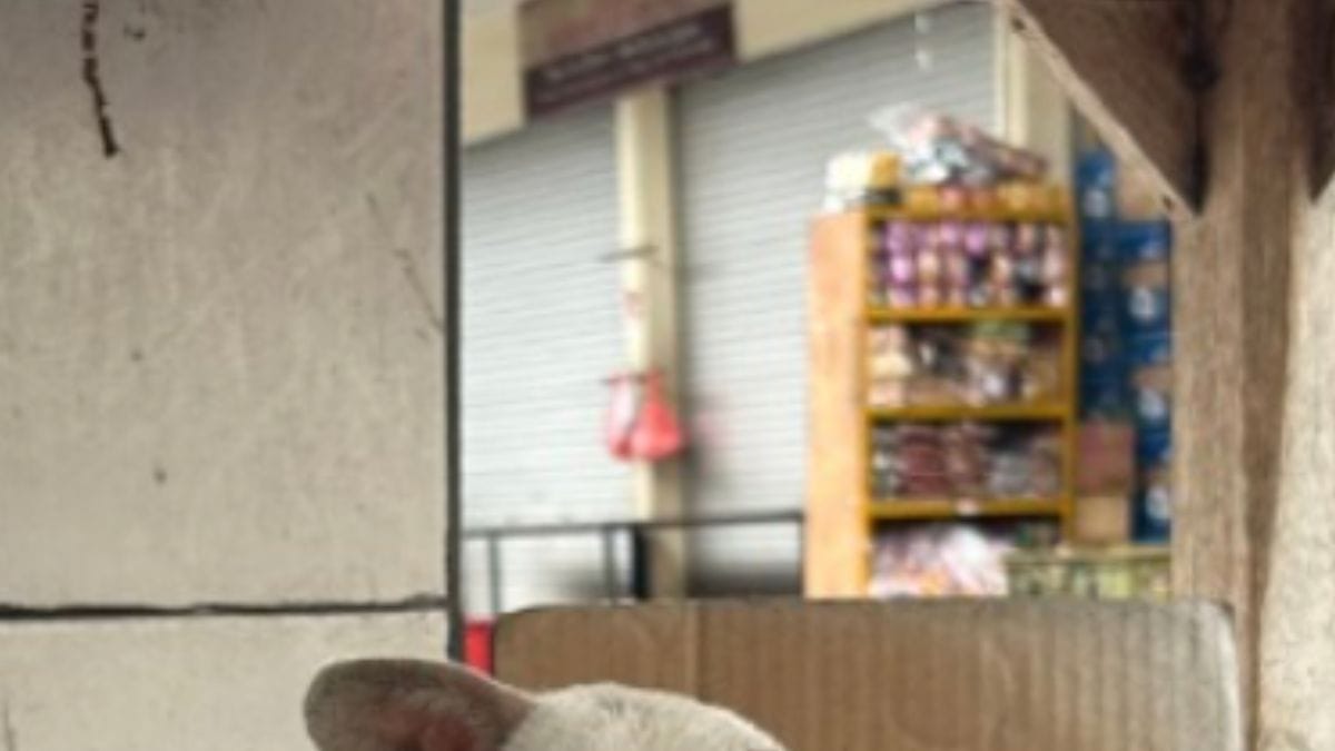 Una donna va al mercato locale: quello che si nasconde tra i rifiuti le strappa un grido