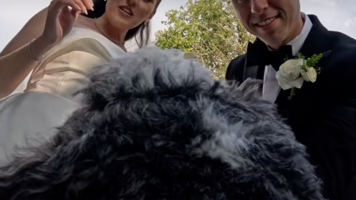 Il cane con la telecamera al matrimonio: milioni di persone commosse dai video