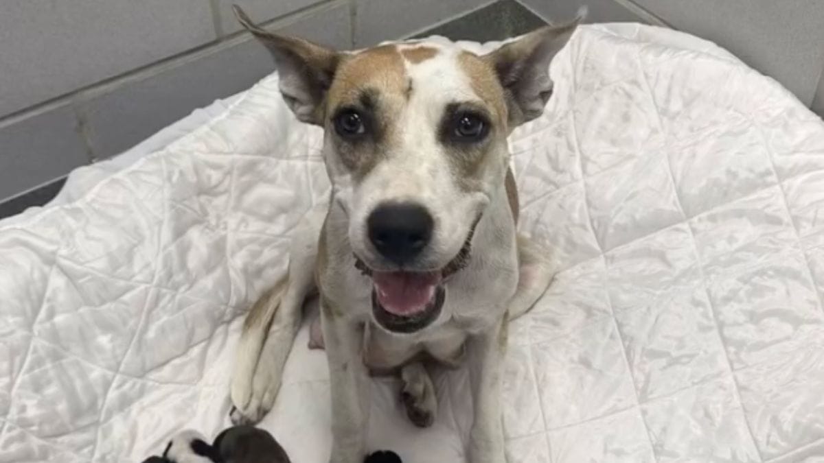 Cagnolina incinta arriva al rifugio e commuove tutti con una cucciolata XXL
