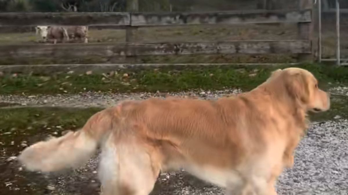 Video. Alleva il suo cucciolo per custodire le greggi: non aveva previsto cosa sarebbe successo dopo